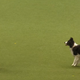 Illustration for article titled Please enjoy a dog shows choreographed Evanescence dance routine